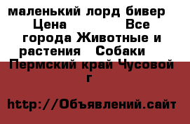 маленький лорд бивер › Цена ­ 10 000 - Все города Животные и растения » Собаки   . Пермский край,Чусовой г.